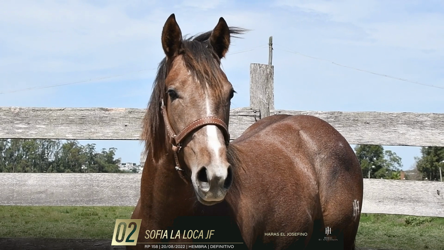 Lote Yeguarizos a remate en 6° Remate Especial de Velocidad, Montevideo