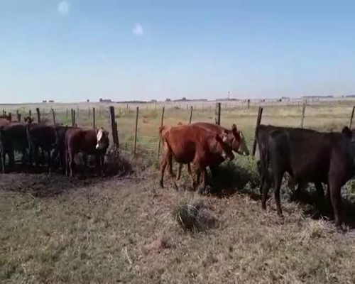 Lote 15 Novillitos en arboledas, Buenos Aires