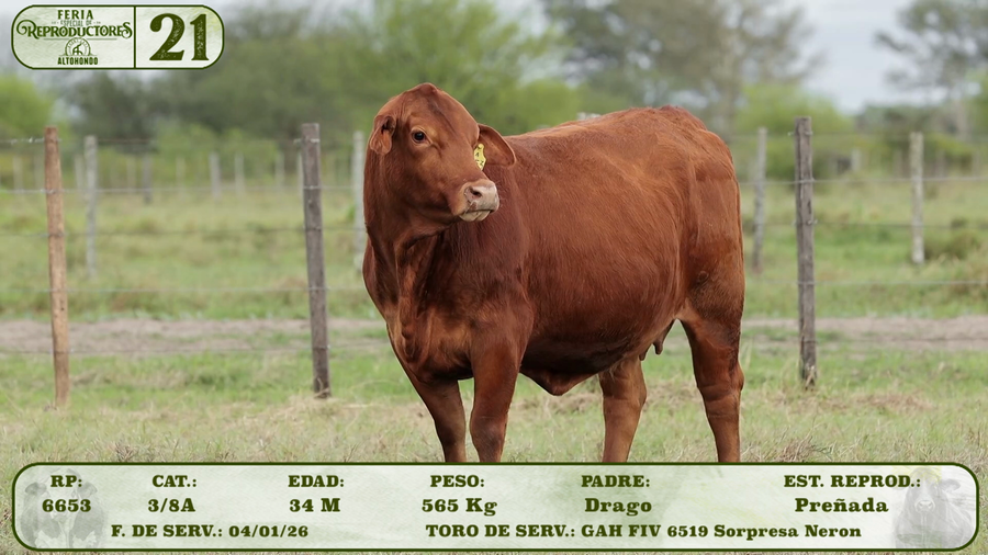 Lote LOTE 21