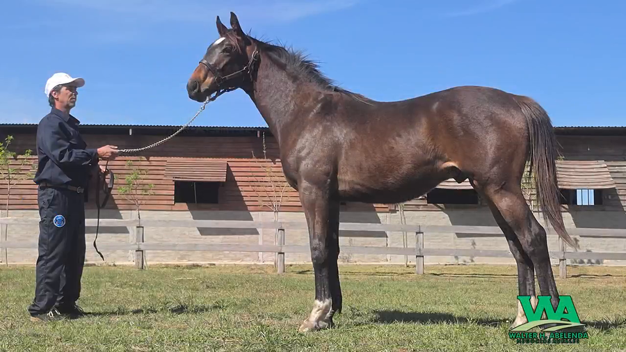 Lote TWO CURLIN