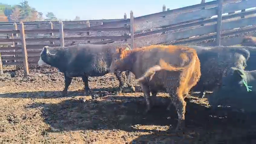 Lote 20 Vaquilla Gorda en Los Ángeles, VIII Región Biobío