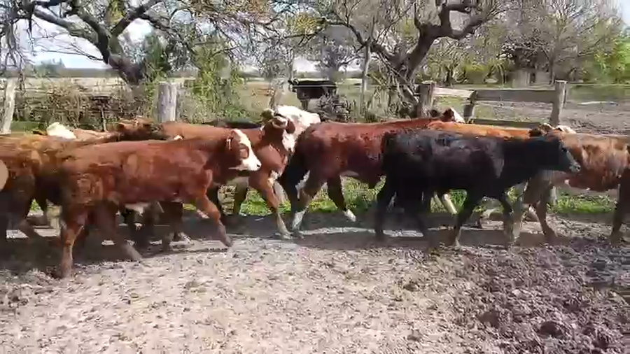 Lote 60 Terneros/as en Corrientes, Pueblo Libertador