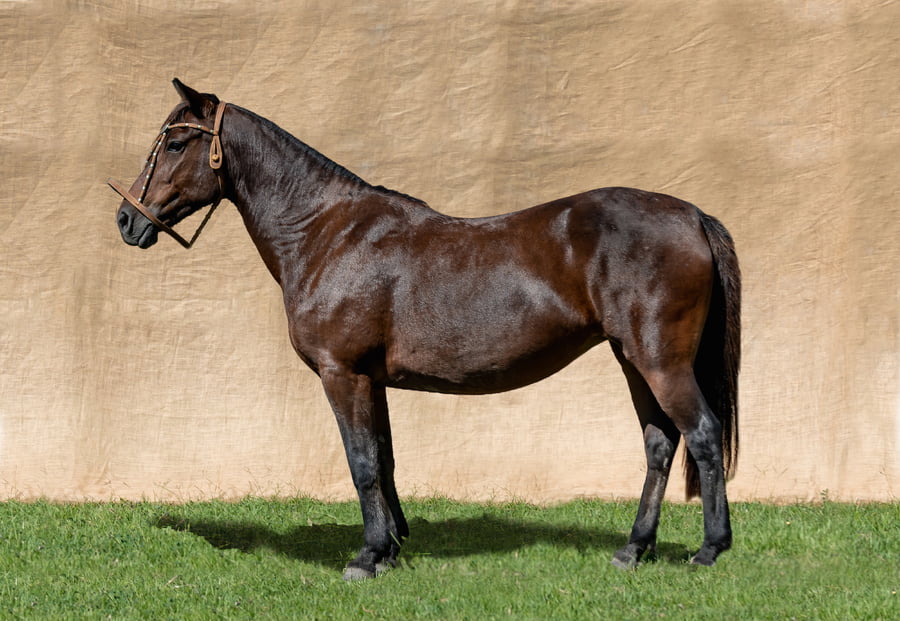 Lote MUXIA AMANDA RP 5