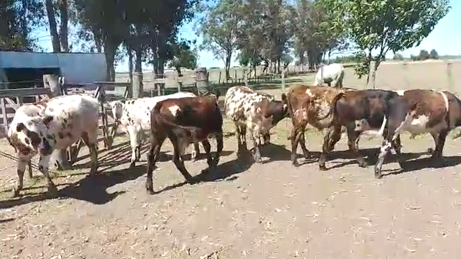 Lote 10 Terneros Normando