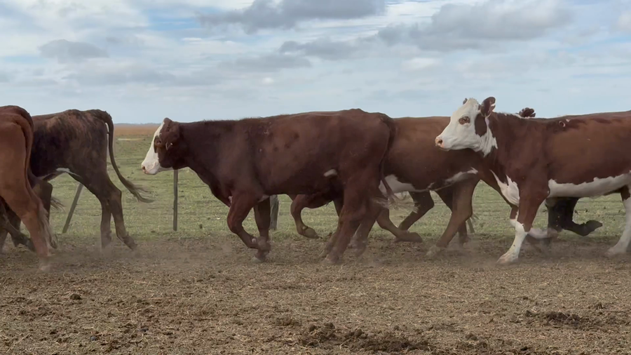 Lote 104 Vacas de invernar en Corrientes, Tapebicuá