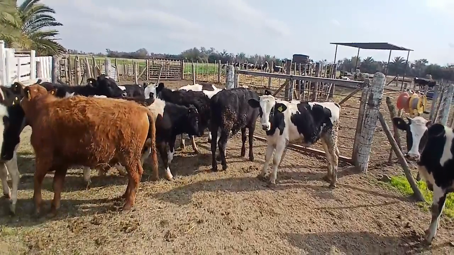 Lote 12 Terneros Holando Argentino, Cruzas, Jersey y Montbeliarde en Sunchales, Santa Fe