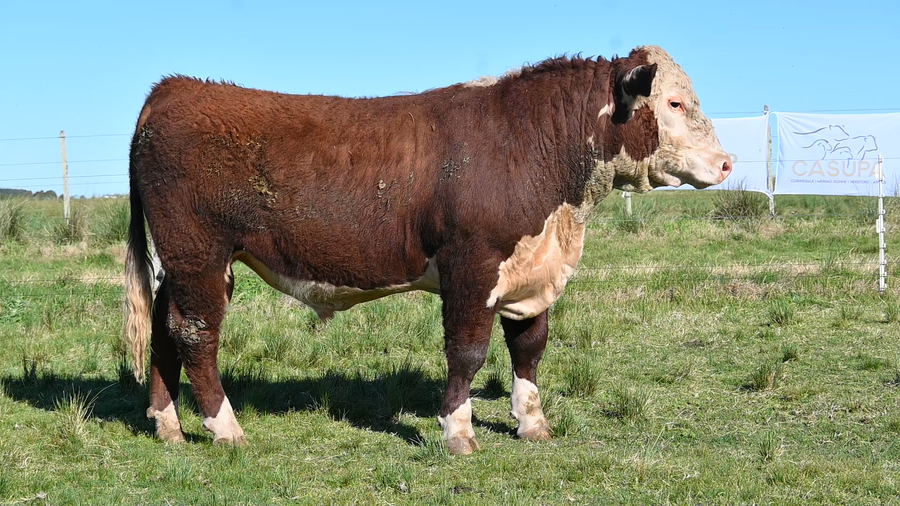 Lote 3 TOROS PEDIGREE 1 AÑO Y 1/2