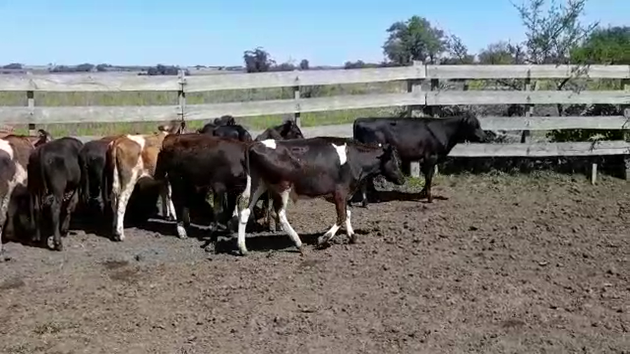 Lote (Vendido)10 Terneros Holando HOLANDO a remate en PANTALLA FEDERICO GARLAND 155kg -  en COLONIA AMERICA