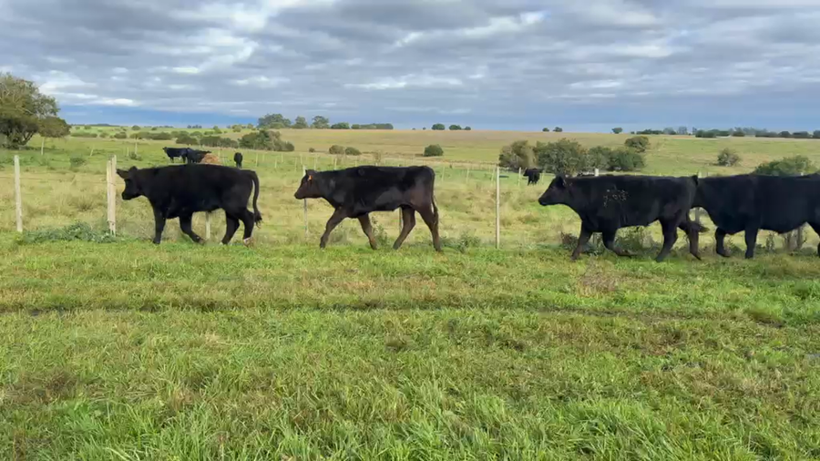Lote NOVILLOS 1 a 2 AÑOS