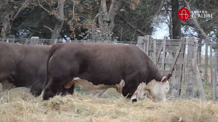 Lote BRAFORD EL ALJIBE