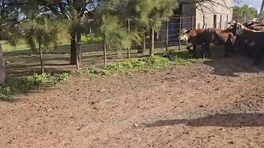 Lote 210 Vaquillonas