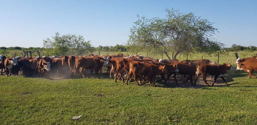 Lote 70 Terneras en Esquina, Corrientes