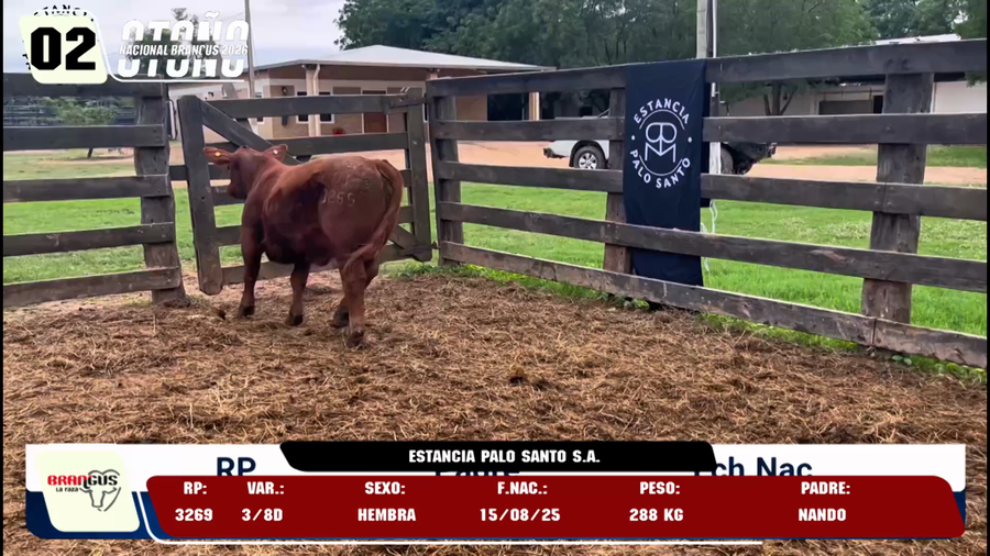 Lote LOTE 2 -DE JUNIOR