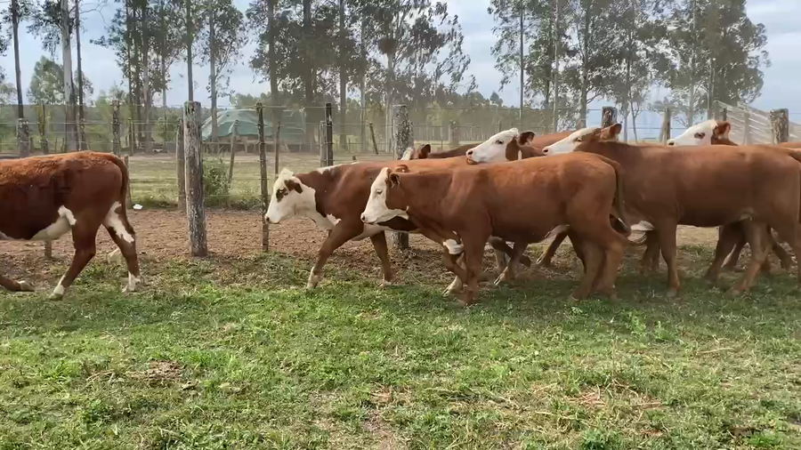 Lote 57 Vaquillonas P/ entorar en Ituzaingó, Corrientes