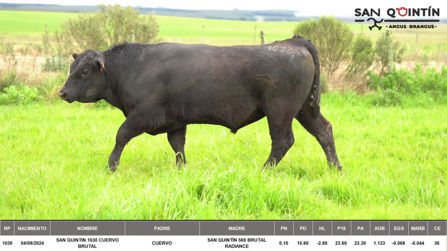 Lote ABERDEEN ANGUS PI