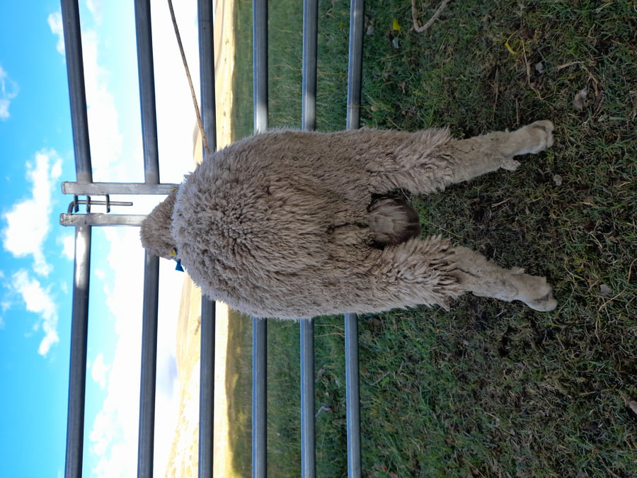 Lote Carnero TOP, 21-1324