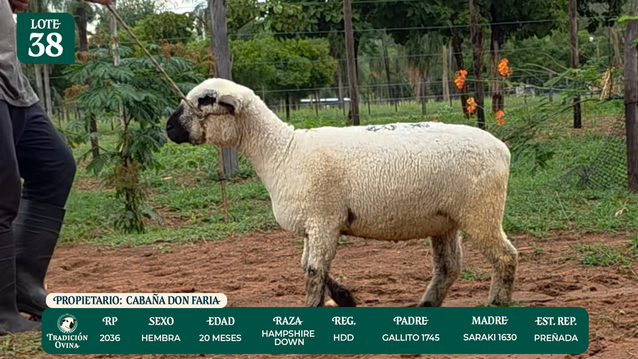 Lote LOTE 38