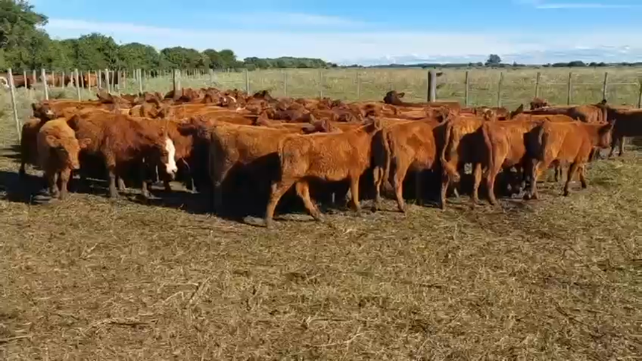 Lote 78 Terneras en Buenos Aires, Verónica