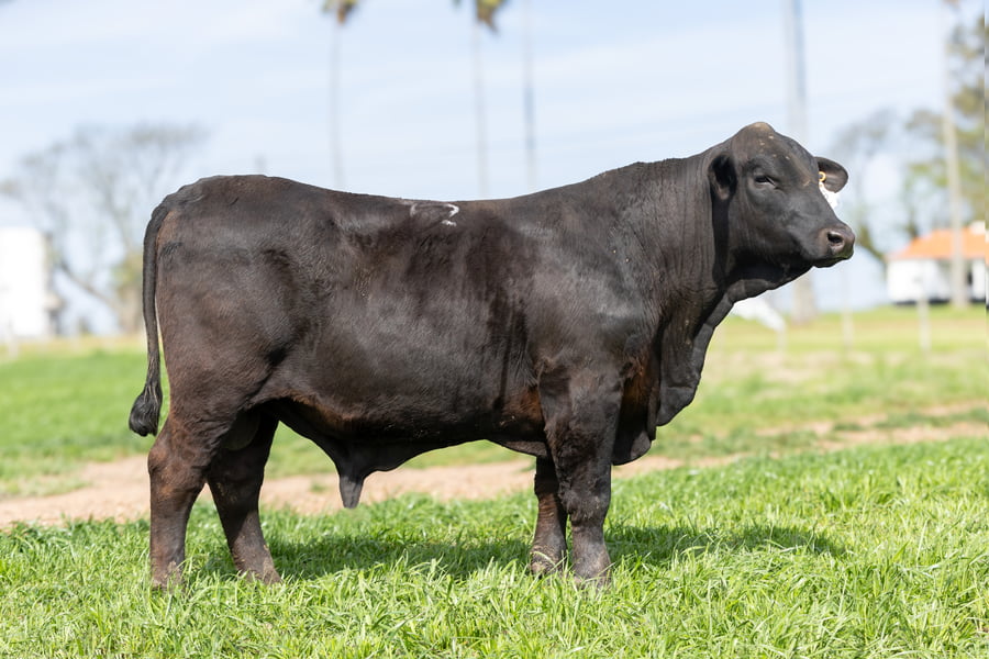 Lote Jacaranda - 7 - Toros