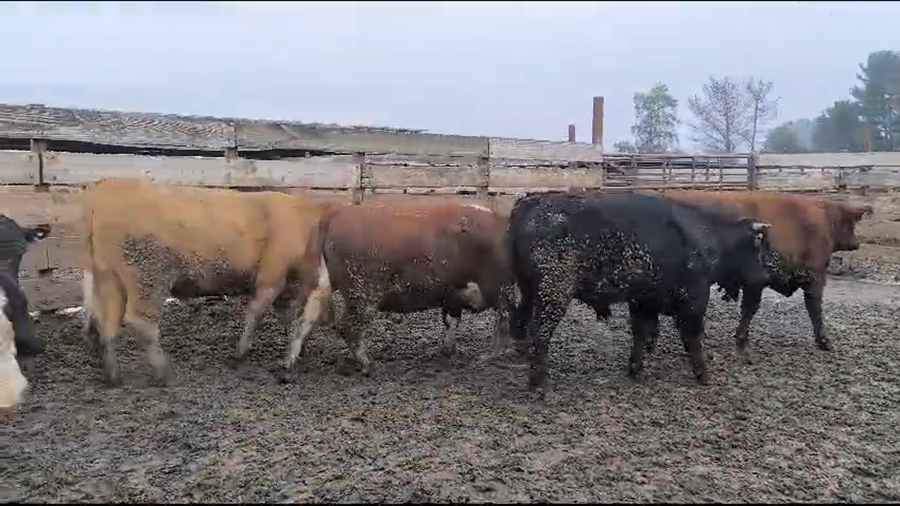 Lote 20 Novillo Gordo en Los Ángeles, VIII Región Biobío