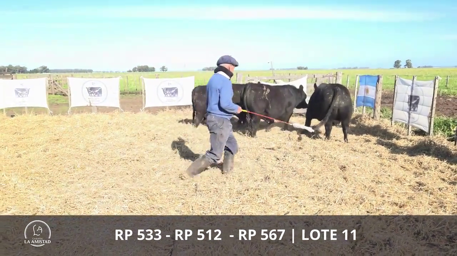 Lote TOROS PUROS POR CRUZA