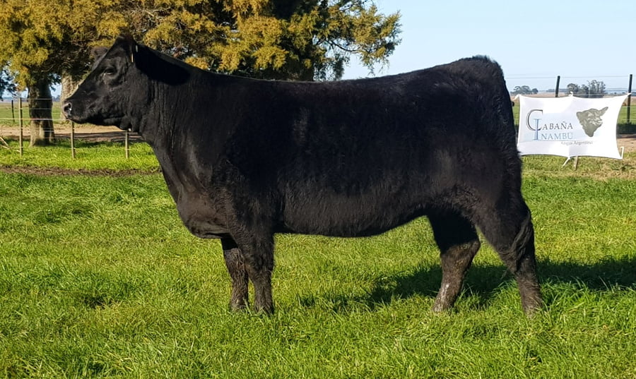 Lote VAQUILLONA PP ANGUS "INAMBÚ"