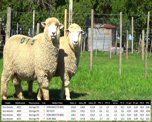 Lote 4 Borregos a remate en La Señal del Futuro , Tacuarembó