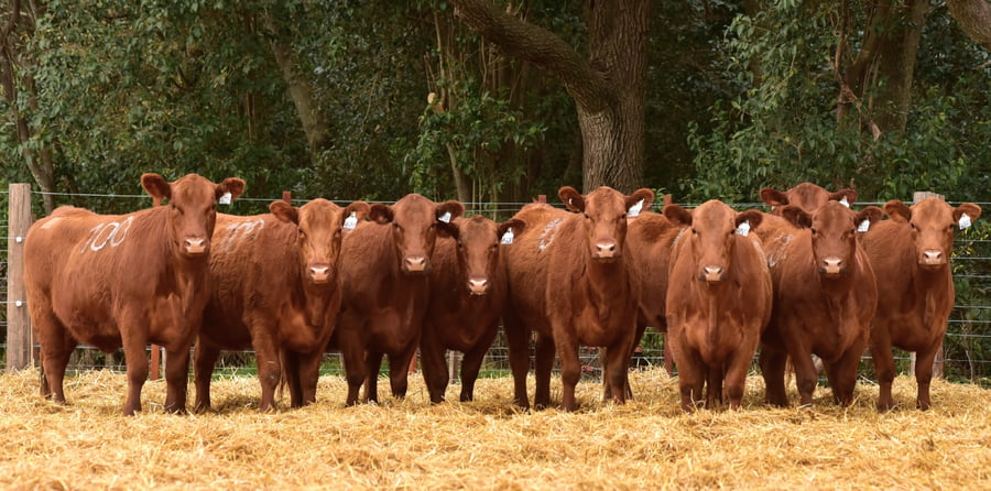 Lote VAQUILLONAS ANGUS PC OTOÑO