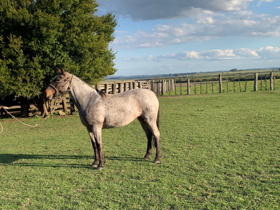 Lote Paraguaya Taborda (RP 89) - Cabaña "Taborda"