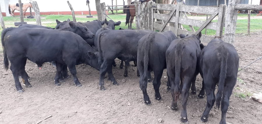 Lote SAENZ VALIENTE, BULLRICH Y Cia. S.A.