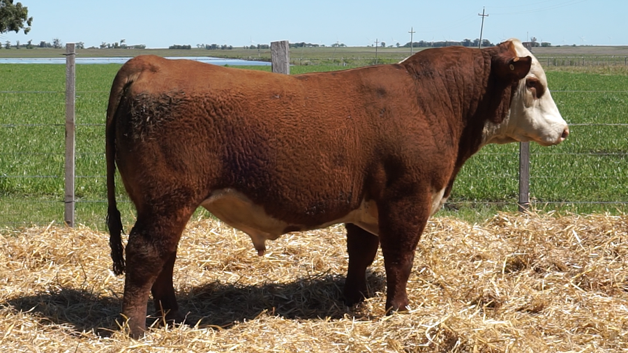 Lote 2 Toros a remate en 22º Remate Anual La Magdalena, Salto