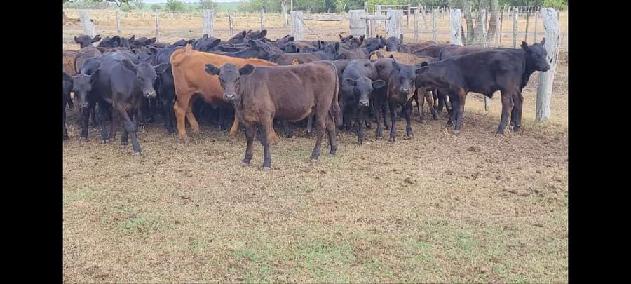 Lote 63 Terneros/as en Villaguay, Entre Ríos