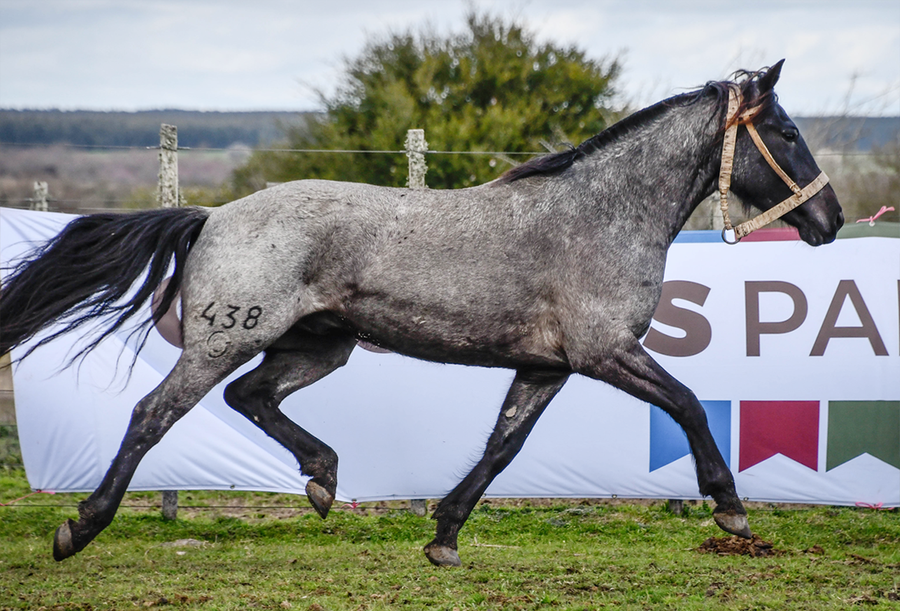 Lote MORENITO LA FLECHILLA