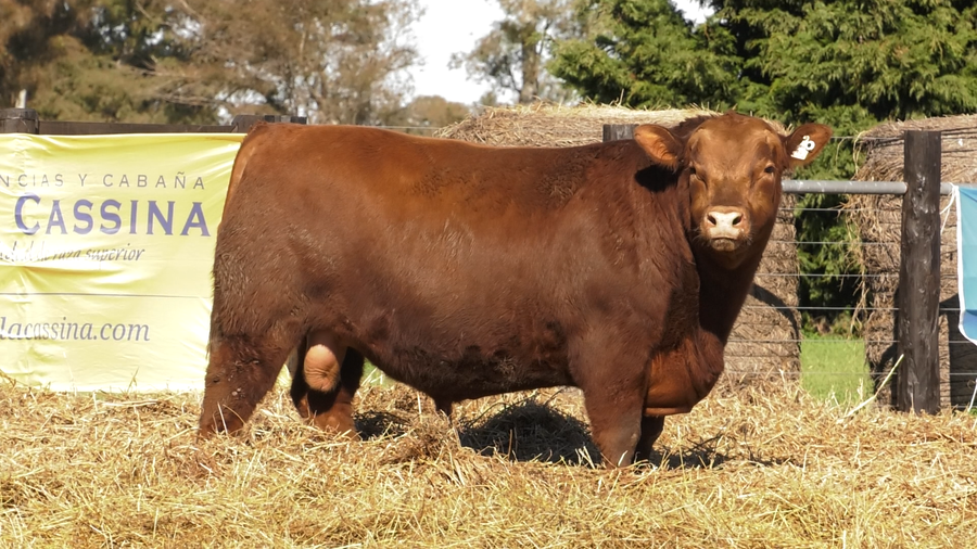 Lote TOROS A. ANGUS PURO PEDIGREE