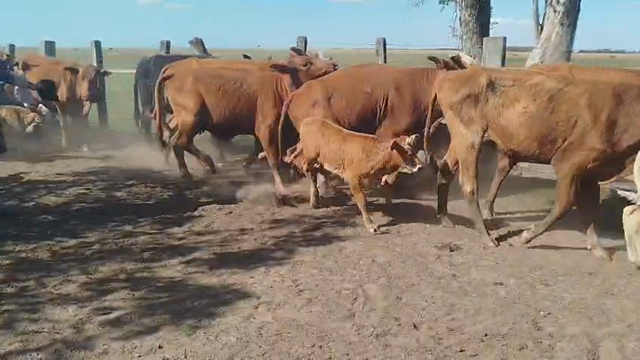 Lote 80 Vacas nuevas C/ cria en Corrientes, La Cruz