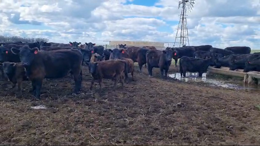 Lote 25 machos y hembras EN TRES ARROYOS