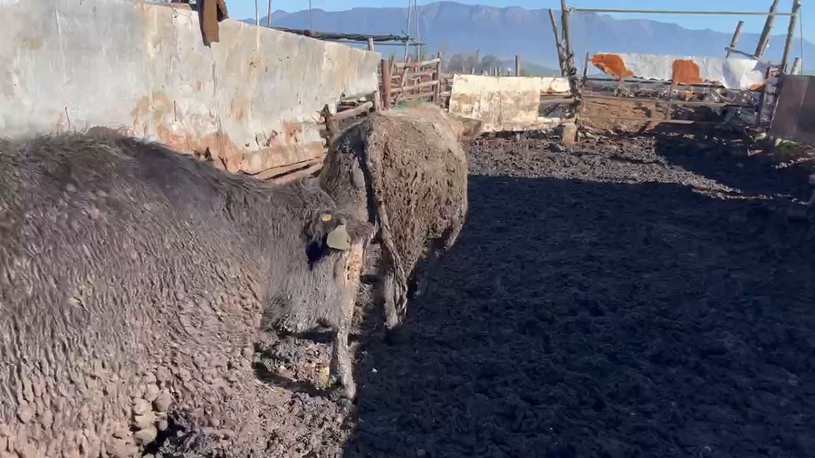Lote 20 Novillo Gordo en Mostazal, VI Región O'Higgins