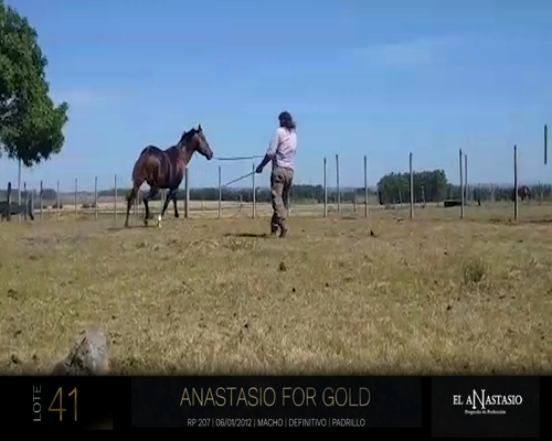 Lote ANASTACIO FOR GOLD