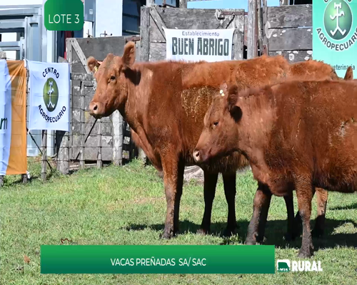 Lote VACAS PPI PREÑADAS