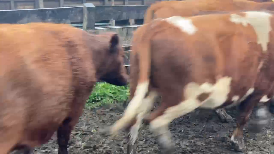 Lote 24 Novillo Gordo en Frutillar, X Región Los Lagos