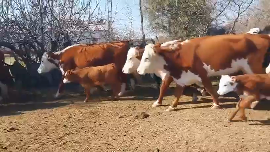Lote 40 Vacas nuevas C/ cria en Entre Ríos, Villaguay
