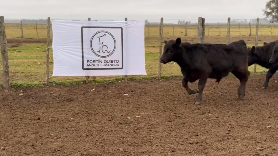 Lote 68 Terneros
