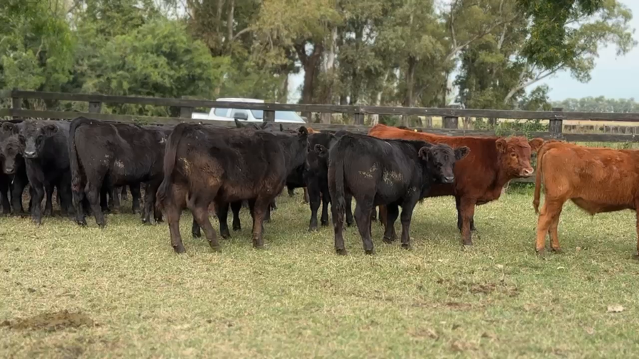 Lote 54 Terneros