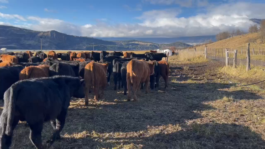 Lote 70 Ternero en Coyhaique, XI Región Aysén