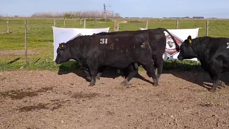 Lote Toros
