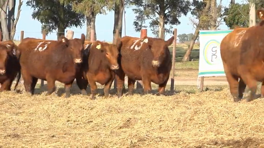 Lote Vaquillas Preñadas Tres Molinos