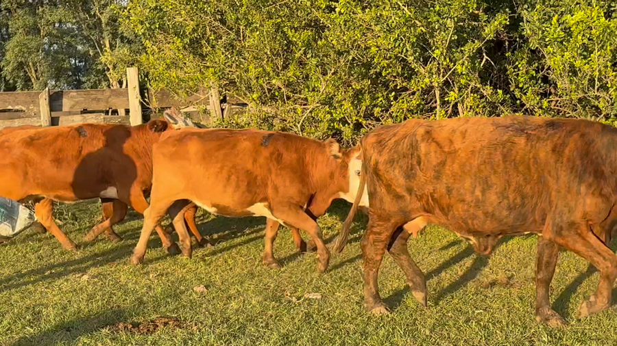 Lote 24 Vacas p/ invernar en Corrientes, Mariano I. Loza
