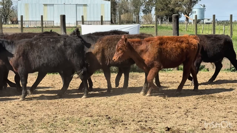 Lote 60 Terneros/as