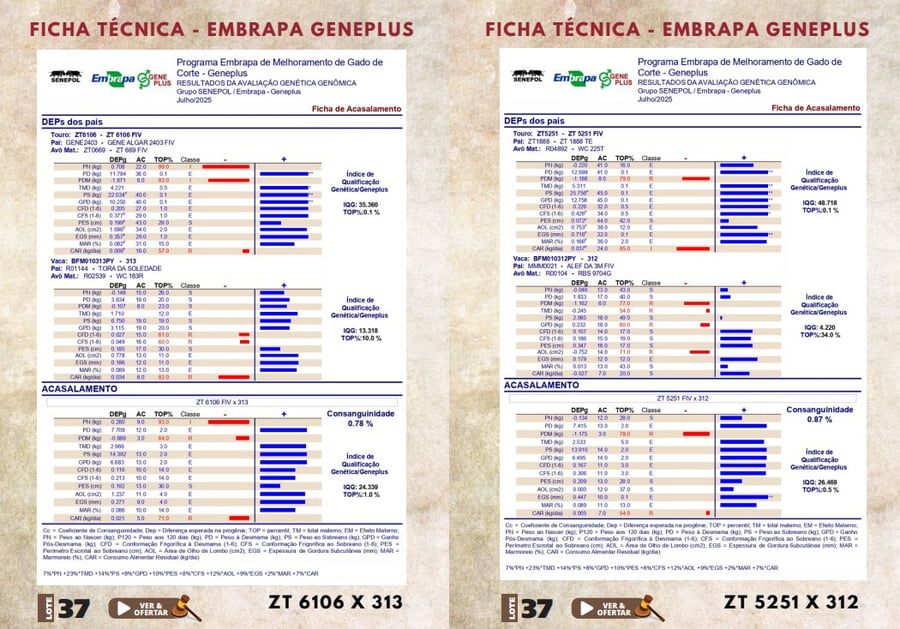 Lote LOTE 37