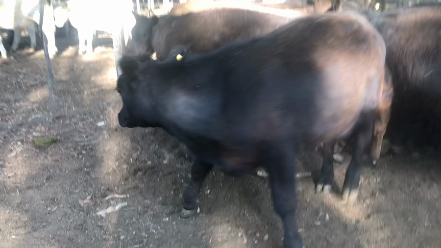 Lote 11 Terneros en Daireaux, Buenos Aires